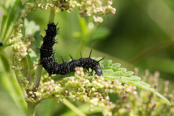 Raupe eines Tagpfauenauges