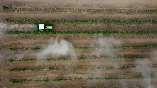 A compact tractor cultivates the ground between the existing vines of a vineyard