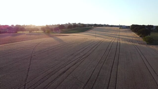 Flying over fields of golden brown wheat crops 