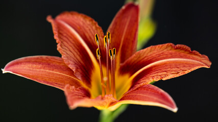 orange lily on black