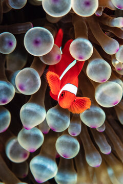 Spinecheek anemonefish, Premnas biaculeatus living together with bubble-tip anemone   
