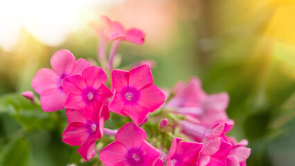 Fototapeta na wymiar Garden phlox (Phlox paniculata), bright summer flowers. Blooming branches of phlox in the garden on a sunny day. Soft blurred selective focus. Floral background.