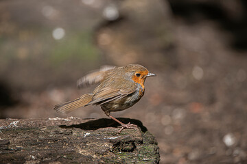 Robin 