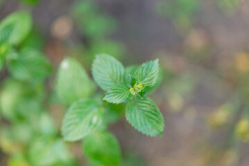 Mentha piperita (a kind of mint), lemon balm plant in the garden. Has a calming and cooling effect. For drinks. Alternative medicine.