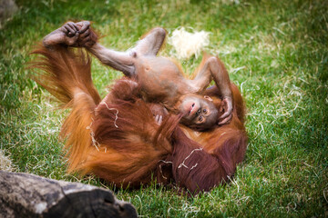 young Bornean orangutan playing