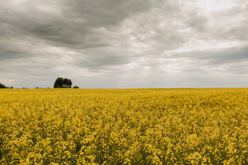 Fototapeta premium Landscape with a yellow rapeseed field.