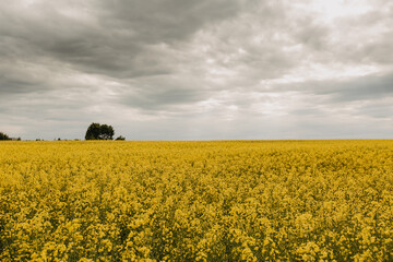 Landscape with a yellow rapeseed field.