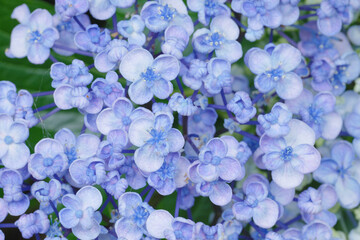 紫陽花の花のクローズアップ　6月