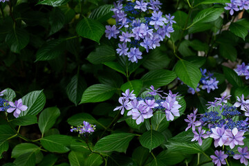 雨の森で咲く紫陽花の花　6月