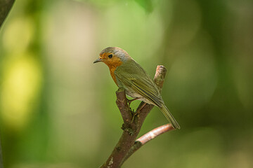 Robin 