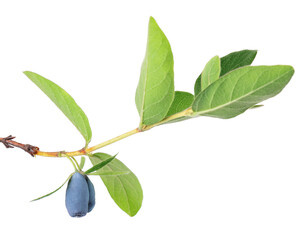 Honeysuckle twig with green leaves isolated on white background. Ripe berries of honeysuckle. Clipping path.