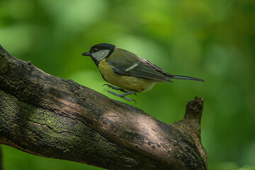 Great tit