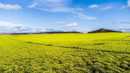 Campos de COLZA Y CEREAL