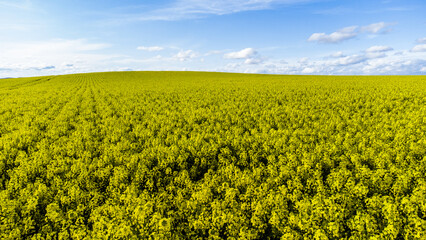 Obraz premium Campos de COLZA Y CEREAL