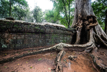 Ta Prohm castle wall An ancient sandstone castle covered with huge tree roots. In Angkor Wat Siem Reap Cambodia