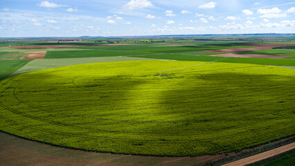 Obraz premium Campos de COLZA Y CEREAL