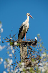 Beautiful one white storks Ciconia ciconia on a background of blue sky