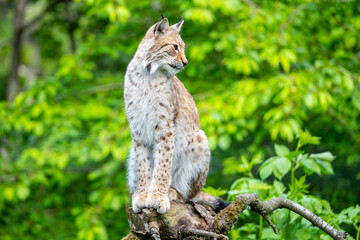 Fototapeta premium Wild lynx in natural habitat