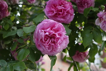 Close up: Beautiful pink alcea blossoms, sunny spring day, concept: romance, love, beauty, fragrance (horizontal), Sarstedt, Lower Saxony Germany
