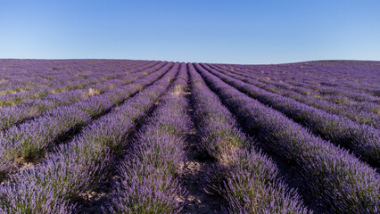 Fototapeta premium El color de la LAVANDA