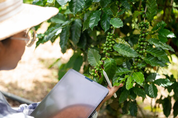 Woman farmer check arabica coffee  beans with tablet farmer berries with agriculturist hands...