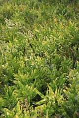 Field of green ferns