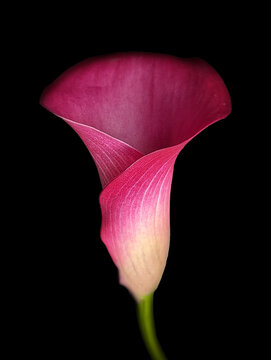 Pink Calla Lilly, Black Background, Front View, Close Up, Macro