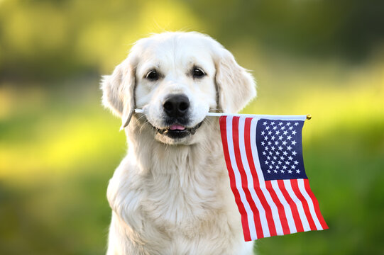 happy golden retriever dog holding American flag in mouth