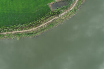 Green rice Fileds aerial view Thailand countryside