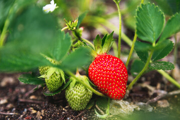 Ripe and green organic strawberry bush in the garden close up. Growing a crop of natural strawberries on farm