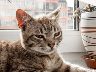 Portrait of a cute tiger kitten