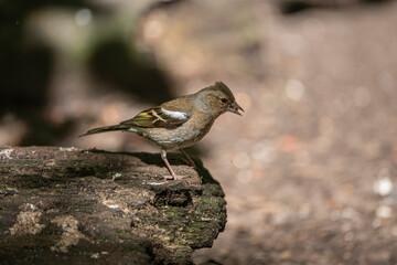 Chaffinch 