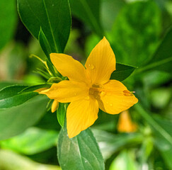 Barleria Prionitis (Family: Acanthaceae) used for various medicinal purposes in ayurvedic medicine