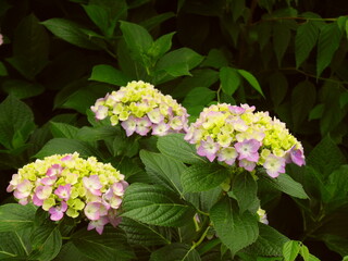色づき始めた紫の紫陽花