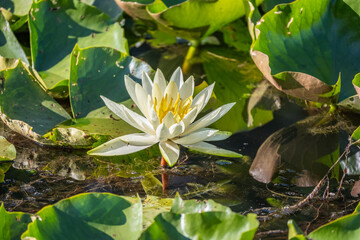beautiful , big flower of a water lily on a sunny day