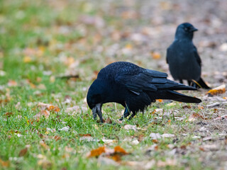 Rook looking for food and a jackdaw in a city park
