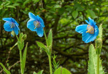 Blue poppy flowers, Meconopsis Betonicifolia