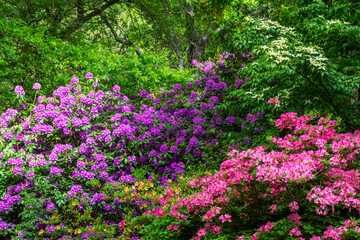 Rhododendron and Azalea shrubs in a garden setting