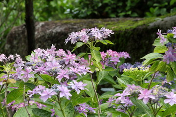 Fototapeta premium 季節の花 あじさい