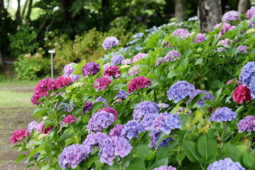 Obraz premium 季節の花 あじさい