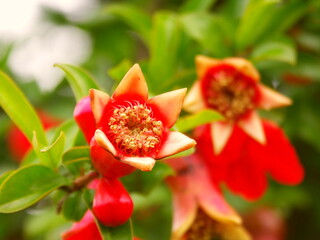 柘榴の膨らみ始めた実と花