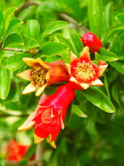 柘榴の膨らみ始めた実と花