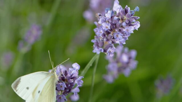 Close up of cabbage white butterfly flying and collecting nectar pollen around garden lavender flowers. Super slow motion filmed at 1000 fps.