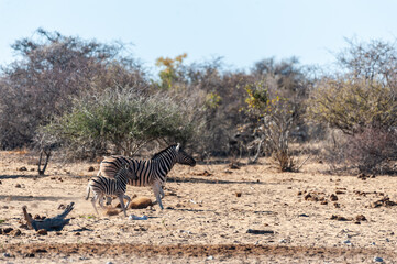 Two Burchell's Plains zebra -Equus quagga burchelli- walking on the plains of Etosha National Park, Namibia.