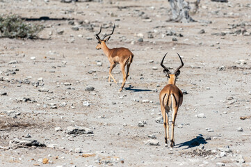 Two Impalas - Aepyceros melampus- grazing on the plains of Etosha National Park, Namibia.