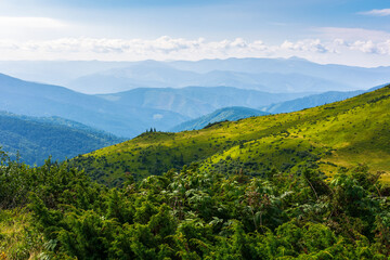 forested hills of carpathian mountains. view in to the distant valley. clouds on a blue sky on a sunny summer morning. wonderful nature background