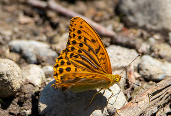 A close-up with an Issoria lathonia butterfly on the ground