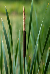 a close-up with a Typha flower and green leaves
