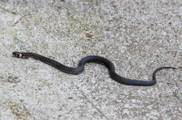 a close-up with a Natrix Natrix snake