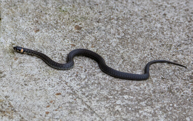 A close-up of a grass snake - Natrix Natrix